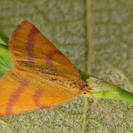 Lythria purpuraria - Piadivka purpurová 23-54-44