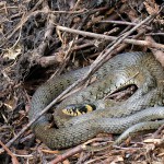  Natrix natrix - Užovka obojková IMG_3257.jpg