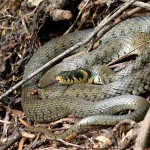  Natrix natrix - Užovka obojková IMG_3269.jpg