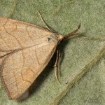 Polypogon tentacularia - Pamora hmatadlová 22-39-42