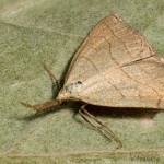 Polypogon tentacularia - Pamora hmatadlová 22-41-45