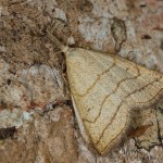 Polypogon tentacularia - Pamora hmatadlová 22-50-23