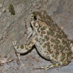 Pseudepidalea viridis - Ropucha zelená IMG_8579.JPG