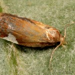 Acleris holmiana - Obaľovač jabloňový 22-04-20