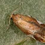 Acleris holmiana - Obaľovač jabloňový 22-05-02