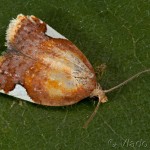 Acleris holmiana - Obaľovač jabloňový 23-20-53