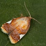 Acleris holmiana - Obaľovač jabloňový 23-22-20