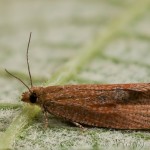 Celypha rufana - Obaľovač červenkastý 18-43-26