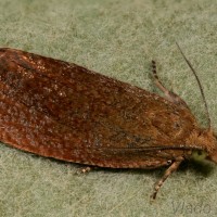 Celypha rufana - Obaľovač červenkastý 21-57-22