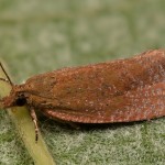 Celypha rufana - Obaľovač červenkastý 23-42-12