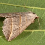 Colobochyla salicalis - Pamora vŕbová 16-18-32