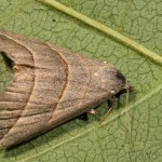 Colobochyla salicalis - Pamora vŕbová 22-38-48