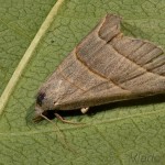 Colobochyla salicalis - Pamora vŕbová 22-39-40