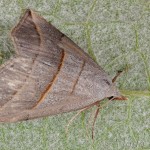 Colobochyla salicalis - Pamora vŕbová 23-09-29