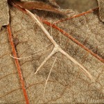 Emmelina monodactyla - Pierkavec pupencový 17-36-20