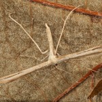 Emmelina monodactyla - Pierkavec pupencový 17-40-15