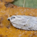 Acleris logiana - Obaľovač biely 18-45-29