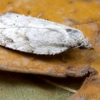 Acleris logiana - Obaľovač biely 18-47-08