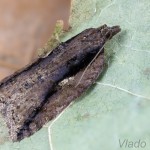 Acleris umbrana - Obaľovač hnedý 20-34-00