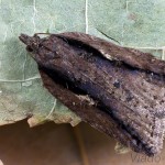 Acleris umbrana - Obaľovač hnedý 20-34-55