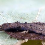 Acleris umbrana - Obaľovač hnedý 20-36-06