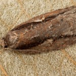 Acleris umbrana - Obaľovač hnedý 22-36-08