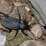 Carabus coriaceus - Bystruška kožovitá IMG_8975