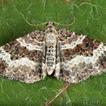 Epirrhoe alternata - Piadivka obyčajná 17-38-09