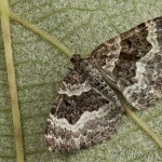 Epirrhoe alternata - Piadivka obyčajná 23-14-35