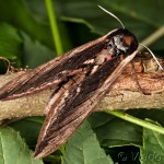 Sphinx ligustri - Lišaj orgovánový 23-40-15