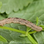 Xanthorhoe ferrugata - Piadivka hrdzavá 22-55-09