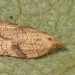 Acleris rhombana - Obaľovač hruškový 17-37-05