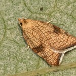 Acleris rhombana - Obaľovač hruškový 18-01-37