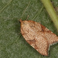 Acleris rhombana - Obaľovač hruškový 23-35-56