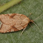 Acleris rhombana - Obaľovač hruškový IMG_0716