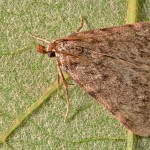 Aglossa pinguinalis - Vijačka lojová 22-59-05