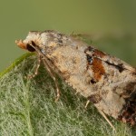 Cochylis hybridella - Zvinúvač horčíkový 11-49-00