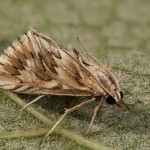 Cynaeda dentalis - Vijačka zúbkovitá 21-32-58