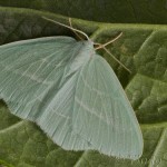 Hemistola chrysoprasaria - Piadivka plamienková 23-49-33