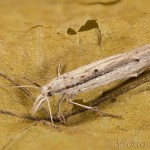 Ypsolopha mucronella - Morička bršlenová 20-38-43