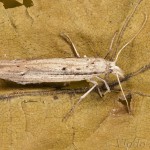 Ypsolopha mucronella - Morička bršlenová 20-41-34