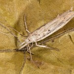 Ypsolopha mucronella - Morička bršlenová 20-42-18