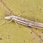 Ypsolopha mucronella - Morička bršlenová 21-17-41