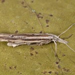 Ypsolopha mucronella - Morička bršlenová 21-19-07