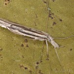 Ypsolopha mucronella - Morička bršlenová 21-20-52