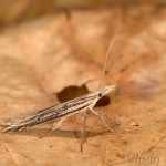 Ypsolopha mucronella - Morička bršlenová 21-49-09