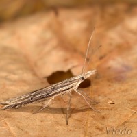 Ypsolopha mucronella - Morička bršlenová 21-49-09