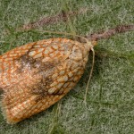 Acleris forsskaleana - Obaľovač javorový 22-13-30