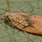 Acleris forsskaleana - Obaľovač javorový 22-14-23