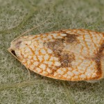 Acleris forsskaleana - Obaľovač javorový 22-33-44